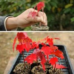 20 pcs american red maple seeds tree seeds maple for home GARDEN planting easy grow very rare tree seeds