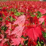 20 pcs american red maple seeds tree seeds maple for home GARDEN planting easy grow very rare tree seeds