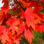 20 pcs american red maple seeds tree seeds maple for home GARDEN planting easy grow very rare tree seeds