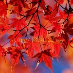 20 pcs american red maple seeds tree seeds maple for home GARDEN planting easy grow very rare tree seeds