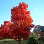 20 pcs american red maple seeds tree seeds maple for home GARDEN planting easy grow very rare tree seeds