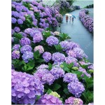 20 seeds/bag hydrangea seed,china hydrangea,hydrangea flower seeds,12 colours,Natural growth for home garden planting