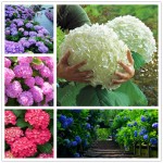 20 seeds/bag hydrangea seed,china hydrangea,hydrangea flower seeds,12 colours,Natural growth for home garden planting