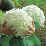 20 seeds/bag hydrangea seed,china hydrangea,hydrangea flower seeds,12 colours,Natural growth for home garden planting