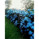 20 seeds/bag hydrangea seed,china hydrangea,hydrangea flower seeds,12 colours,Natural growth for home garden planting