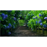 20 seeds/bag hydrangea seed,china hydrangea,hydrangea flower seeds,12 colours,Natural growth for home garden planting