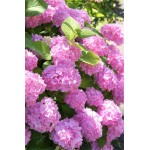 20 seeds/bag hydrangea seed,china hydrangea,hydrangea flower seeds,12 colours,Natural growth for home garden planting