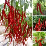 200 seeds Giant Spices Spicy Red Chili Hot Pepper Seeds Plants  potted bonsai garden courtyard balcony plant seeds New Arrival 