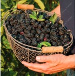 200pcs real quality blackberry fruit seeds rare fruit seeds for home garden planting NO-GMO grow fast 