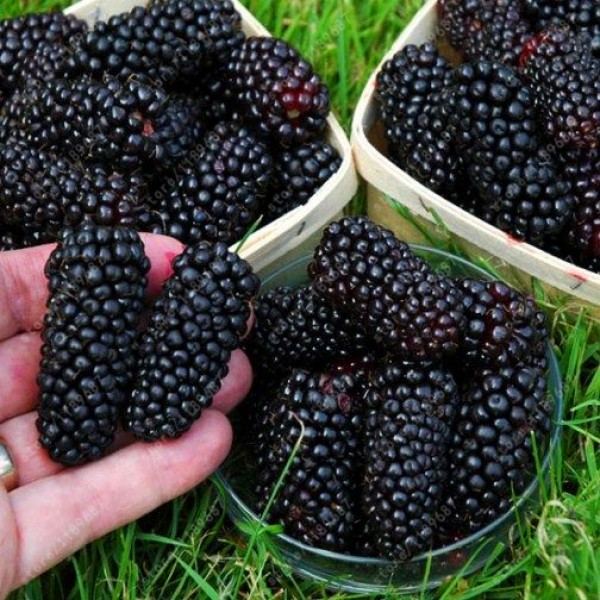 200pcs real quality blackberry fruit seeds rare fruit seeds for home garden planting NO-GMO grow fast 