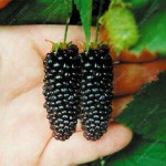 200pcs real quality blackberry fruit seeds rare fruit seeds for home garden planting NO-GMO grow fast 