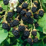 200pcs real quality blackberry fruit seeds rare fruit seeds for home garden planting NO-GMO grow fast 