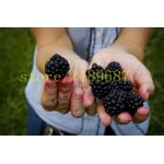 200pcs real quality blackberry fruit seeds rare fruit seeds for home garden planting NO-GMO grow fast 