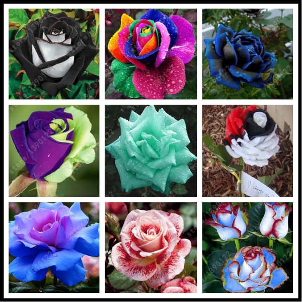 200pcs/bag rare mixed COLORS rose seeds rainbow rose seeds bonsai flower seeds black rose rare balcony plant for home garden