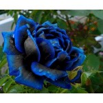 200pcs/bag rare mixed COLORS rose seeds rainbow rose seeds bonsai flower seeds black rose rare balcony plant for home garden