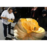 20Pcs Super Large Pumpkin Seeds Vegetable NON-GMO Edible DIY home garden bonsai Giant pumpkin seed gift for Halloween fun plants