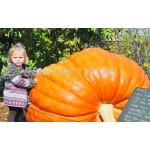 20Pcs Super Large Pumpkin Seeds Vegetable NON-GMO Edible DIY home garden bonsai Giant pumpkin seed gift for Halloween fun plants