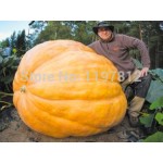 20Pcs Super Large Pumpkin Seeds Vegetable NON-GMO Edible DIY home garden bonsai Giant pumpkin seed gift for Halloween fun plants