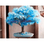 20pcs/bag bonsai blue maple tree seeds Bonsai tree seeds. rare japanese sky blue maple seed. Balcony plants for home garden