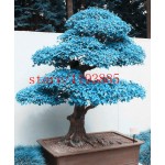 20pcs/bag bonsai blue maple tree seeds Bonsai tree seeds. rare japanese sky blue maple seed. Balcony plants for home garden