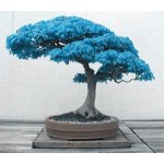 20pcs/bag bonsai blue maple tree seeds Bonsai tree seeds. rare japanese sky blue maple seed. Balcony plants for home garden