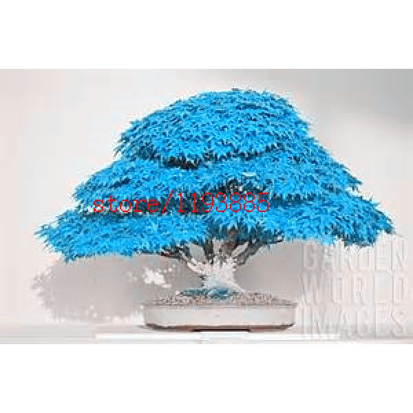 20pcs/bag bonsai blue maple tree seeds Bonsai tree seeds. rare japanese sky blue maple seed. Balcony plants for home garden