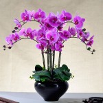 22 varieties of Bonsai pot Flowers Seeds Senior Ornamental Orchid home garden Plants Indoor 200pcs Phalaenopsis Orchid Seed