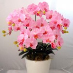 22 varieties of Bonsai pot Flowers Seeds Senior Ornamental Orchid home garden Plants Indoor 200pcs Phalaenopsis Orchid Seed