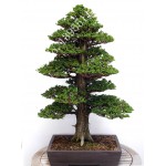 28PCS/BAG rare tree seeds for home bonsai  JAPANESE CEDAR Semillas bonsai seeds