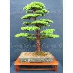 28PCS/BAG rare tree seeds for home bonsai  JAPANESE CEDAR Semillas bonsai seeds