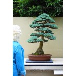 28PCS/BAG rare tree seeds for home bonsai  JAPANESE CEDAR Semillas bonsai seeds