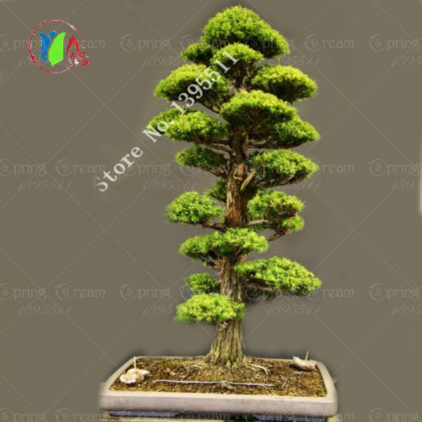 28PCS/BAG rare tree seeds for home bonsai  JAPANESE CEDAR Semillas bonsai seeds