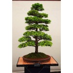 28PCS/BAG rare tree seeds for home bonsai  JAPANESE CEDAR Semillas bonsai seeds