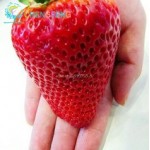 300/bag Giant Strawberry Seeds Rare Big Diy plant bonsai Fragaria Fruit Seed For Home Garden flower Plants Cherry Berry sementes