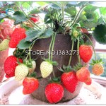 300/bag Giant Strawberry Seeds Rare Big Diy plant bonsai Fragaria Fruit Seed For Home Garden flower Plants Cherry Berry sementes