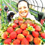 300/bag Giant Strawberry Seeds Rare Big Diy plant bonsai Fragaria Fruit Seed For Home Garden flower Plants Cherry Berry sementes