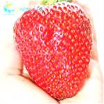 300/bag Giant Strawberry Seeds Rare Big Diy plant bonsai Fragaria Fruit Seed For Home Garden flower Plants Cherry Berry sementes