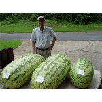 30/bag  giant Watermelon Seeds ,Sweet Taste Vegetables and fruit seeds very giant delicious free shipping