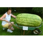 30/bag  giant Watermelon Seeds ,Sweet Taste Vegetables and fruit seeds very giant delicious free shipping