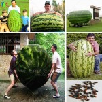 30/bag  giant Watermelon Seeds ,Sweet Taste Vegetables and fruit seeds very giant delicious free shipping