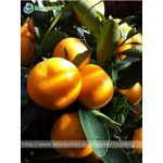 30pcs Edible Fruit Mandarin Bonsai Tree Seeds, Citrus seed Bonsai Mandarin Orange Seeds