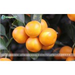 30pcs Edible Fruit Mandarin Bonsai Tree Seeds, Citrus seed Bonsai Mandarin Orange Seeds