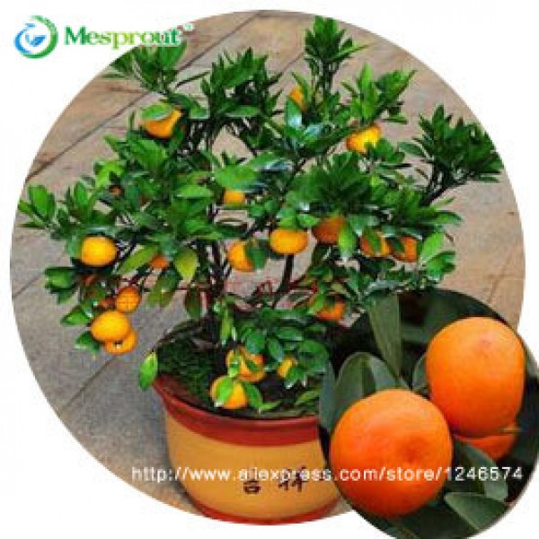 30pcs Edible Fruit Mandarin Bonsai Tree Seeds, Citrus seed Bonsai Mandarin Orange Seeds