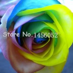 3.28 On Sale!!! 100 pcs Seeds Rare Holland Rainbow Rose Flower Home Garden Rare Flower Seeds Colorful Rose Seeds