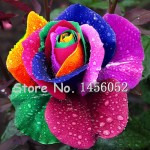 3.28 On Sale!!! 100 pcs Seeds Rare Holland Rainbow Rose Flower Home Garden Rare Flower Seeds Colorful Rose Seeds