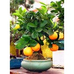 40 /Bag Bonsai Orange Tree Seeds Organic Fruit Tree Seeds For flower pot planters very big and delicious