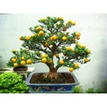 40 /Bag Bonsai Orange Tree Seeds Organic Fruit Tree Seeds For flower pot planters very big and delicious