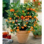 40 /Bag Bonsai Orange Tree Seeds Organic Fruit Tree Seeds For flower pot planters very big and delicious