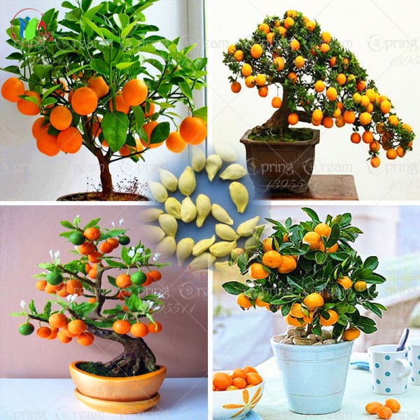 40 /Bag Bonsai Orange Tree Seeds Organic Fruit Tree Seeds For flower pot planters very big and delicious