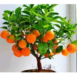 40 /Bag Bonsai Orange Tree Seeds Organic Fruit Tree Seeds For flower pot planters very big and delicious